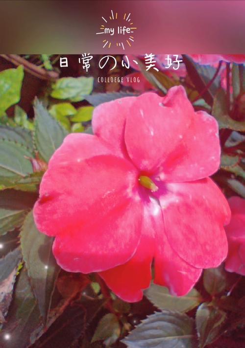 凤仙花有多少品种？哪种凤仙花最漂亮？