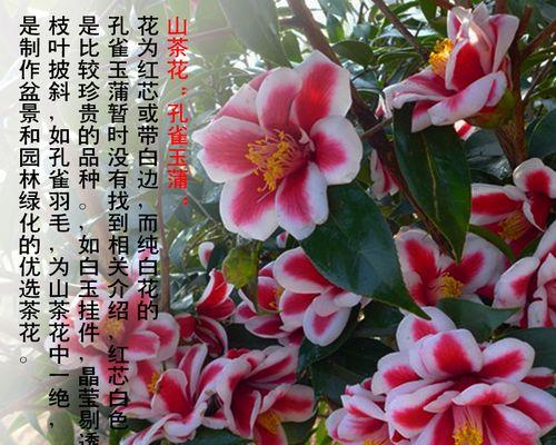 哪些花草属于名贵品种？如何辨别和养护？