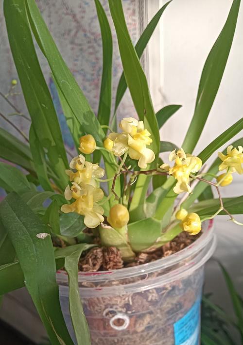 兰花开花后的养护要点是什么？