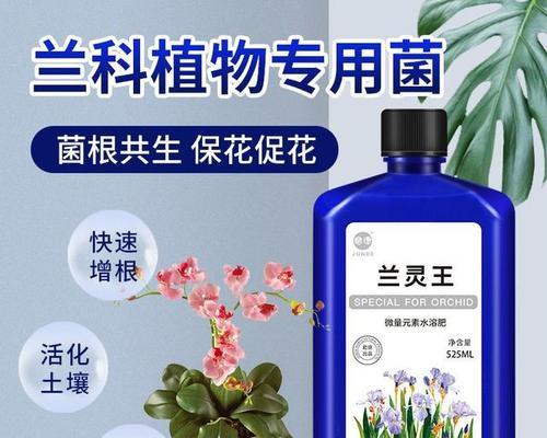 兰花开花后的养护要点是什么？