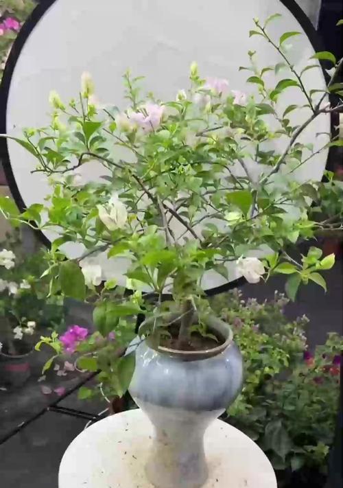 绿萝叶子变黄怎么办？