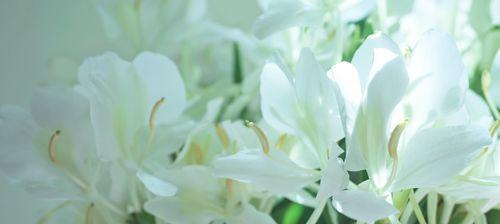 姜花插瓶的正确方法和护理要点是什么？