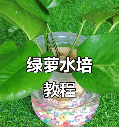 绿萝水培移植的正确步骤是什么？