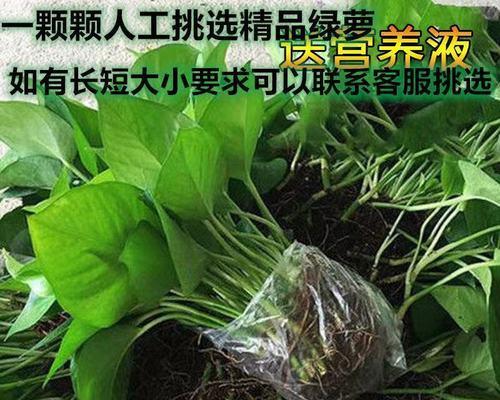 绿萝水培移植的正确步骤是什么？