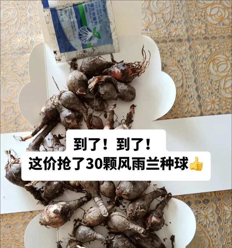 风雨兰种植需要注意什么？