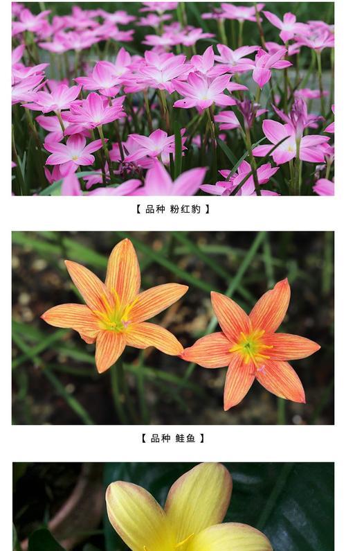 风雨兰种植需要注意什么？