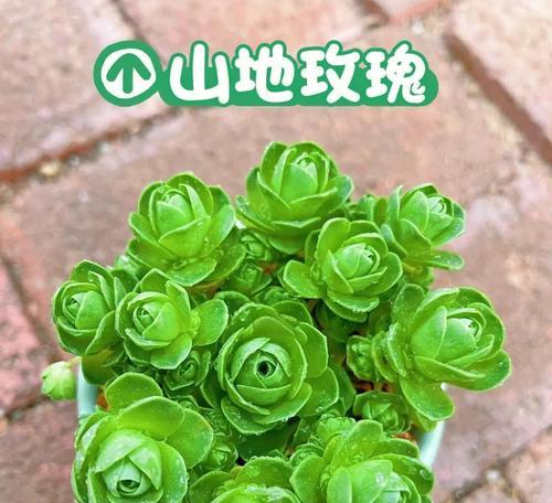 山地玫瑰休眠期的养护要点是什么？