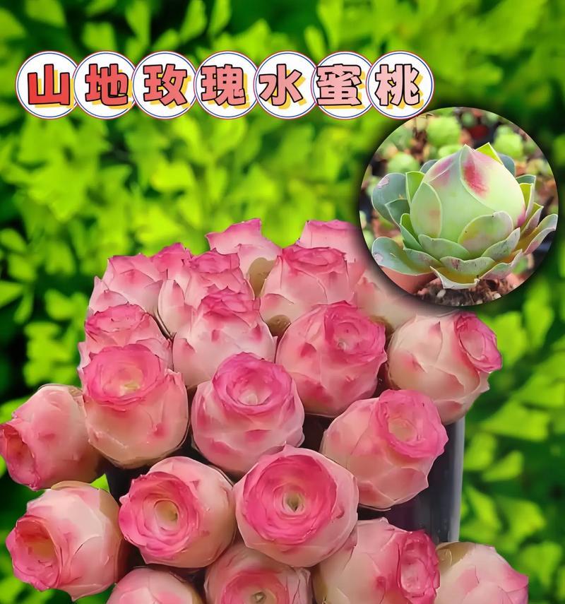 山地玫瑰休眠期的养护要点是什么？