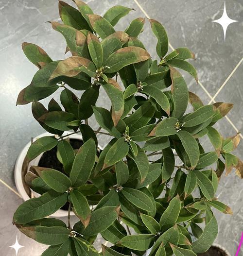 桂花树叶子干枯的解决办法？