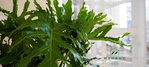 商场绿植品种有哪些？如何选择适合商场环境的绿植？