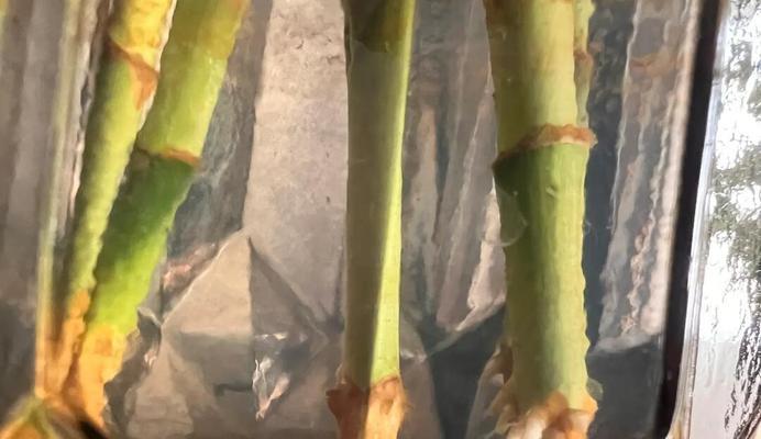 富贵竹生根的秘诀和步骤是什么？
