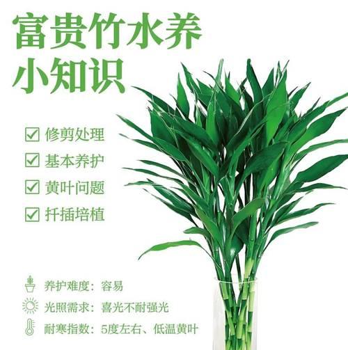 富贵竹生根的秘诀和步骤是什么？