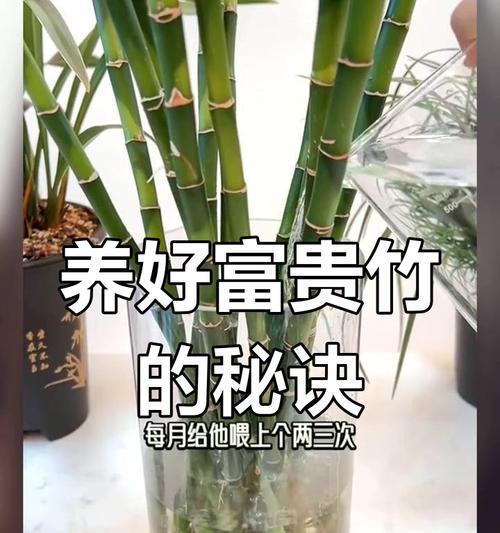 富贵竹生根的秘诀和步骤是什么？