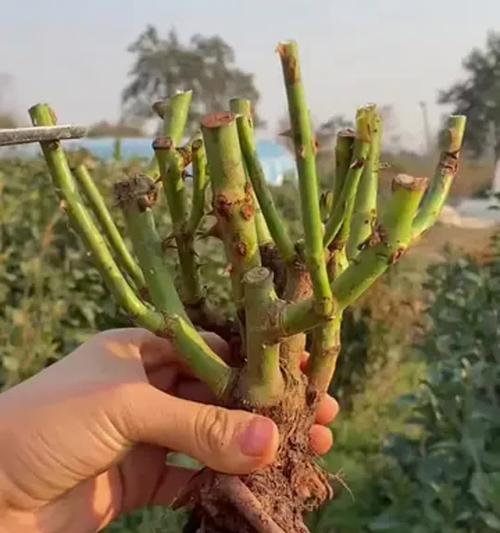室内种植玫瑰花的技巧和注意事项有哪些？