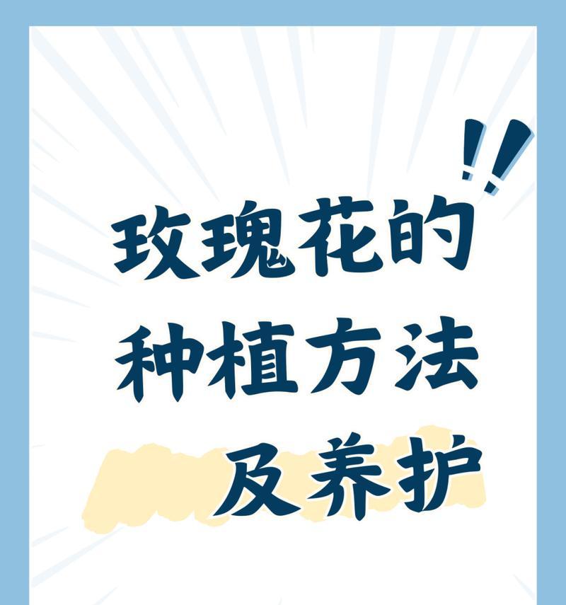 室内种植玫瑰花的技巧和注意事项有哪些？