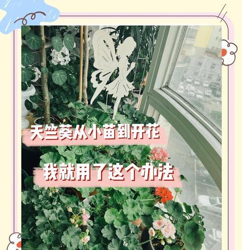 天竺葵播种的最佳时机是什么时候？播种步骤详解？