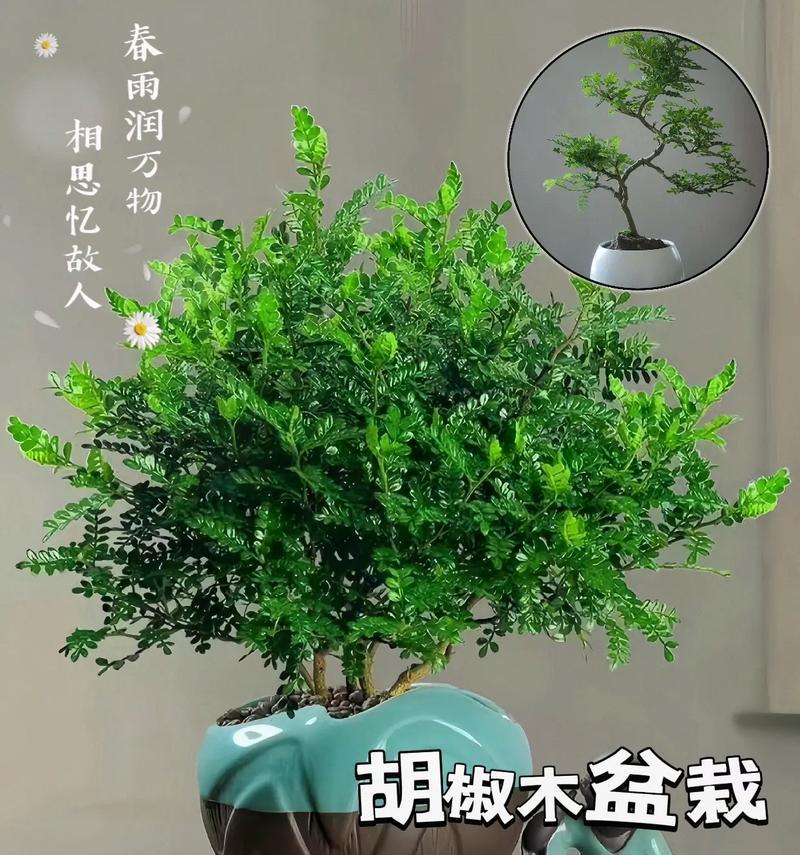驱虫驱蚊的植物有哪些？哪些植物具有天然驱虫效果？