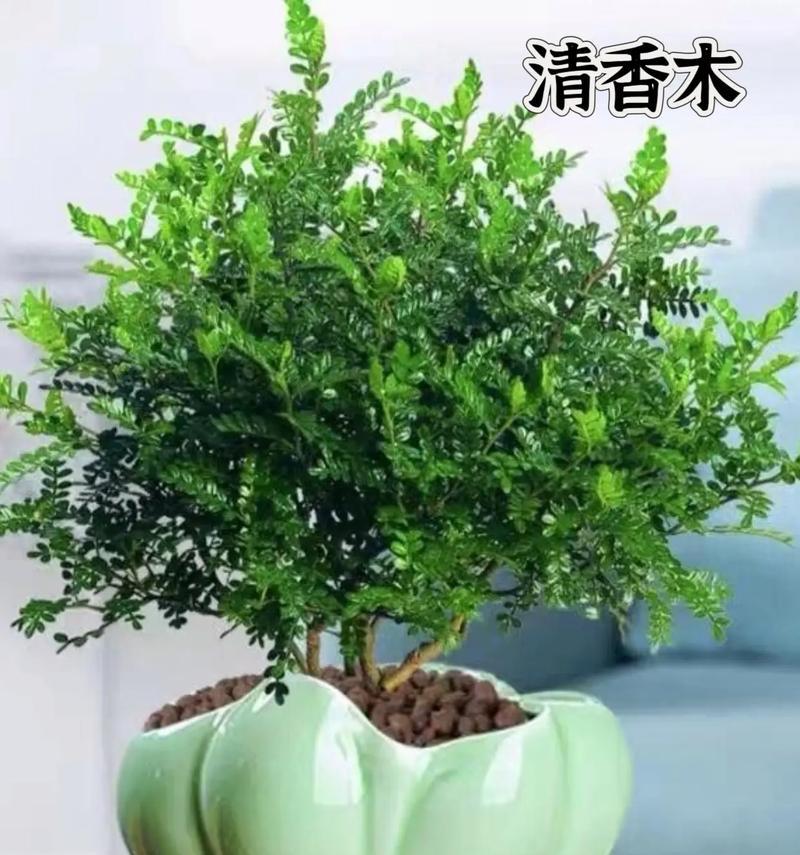 驱虫驱蚊的植物有哪些？哪些植物具有天然驱虫效果？