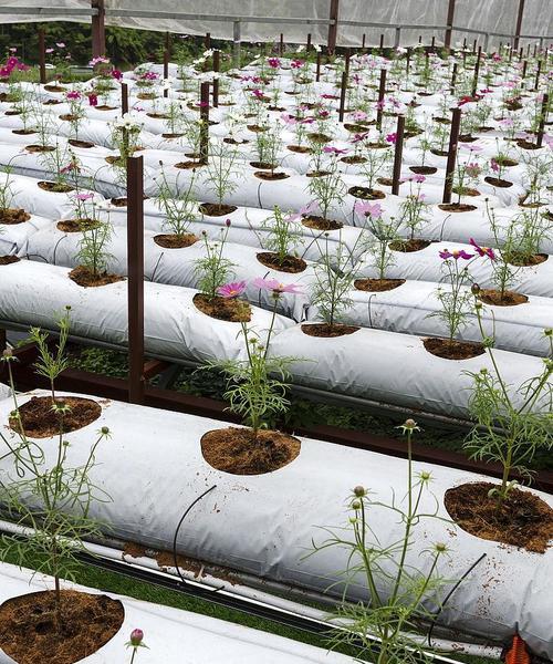 扶郎花种植的正确步骤是什么？
