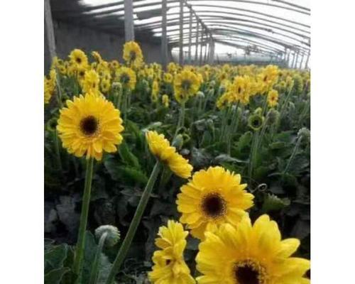 扶郎花种植的正确步骤是什么？