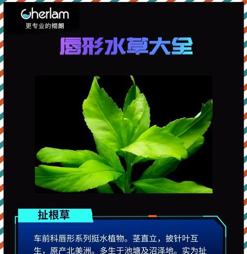 唇形花种类有哪些？它们的生长习性如何？