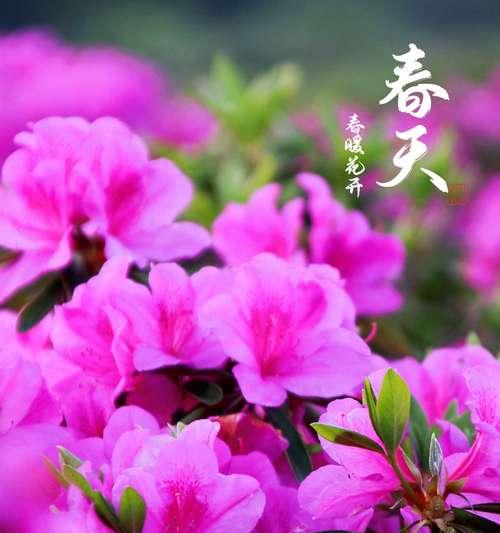 唇形花种类有哪些？它们的生长习性如何？