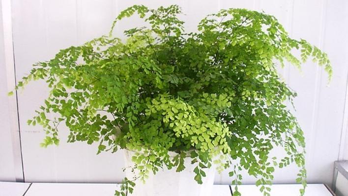 细叶植物有哪些？适合室内摆放的细叶植物有哪些？
