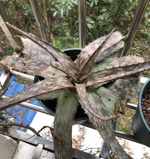 芦荟枯萎后如何进行抢救？