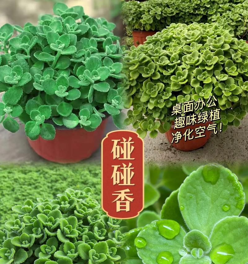 碰碰香换盆的最佳时机和步骤是什么？