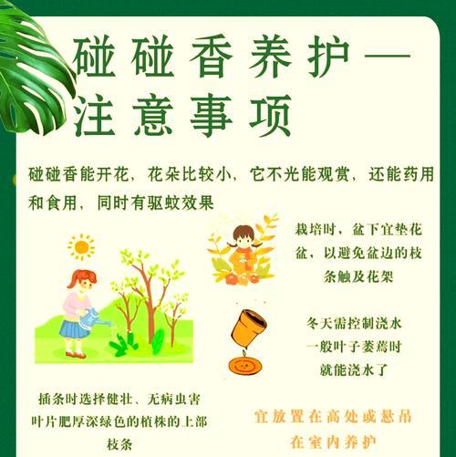 碰碰香换盆的最佳时机和步骤是什么？