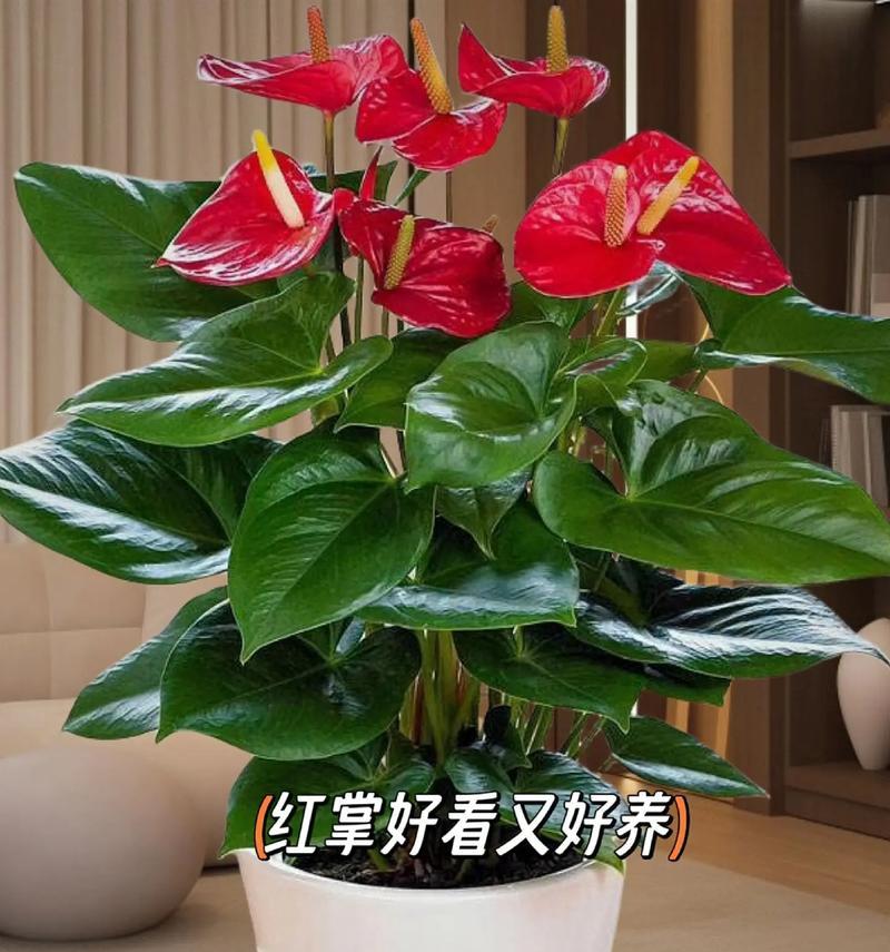 红掌修剪的最佳时机是什么时候？