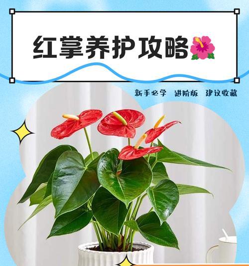红掌修剪的最佳时机是什么时候？