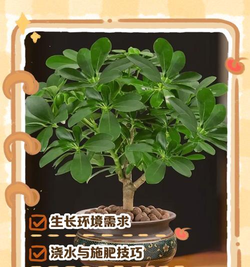 田七盆栽的正确养护方法是什么？如何避免常见问题？