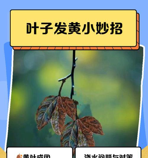 平安树叶子发黄掉落怎么办？平安树叶子黄化和脱落的原因及解决方法是什么？