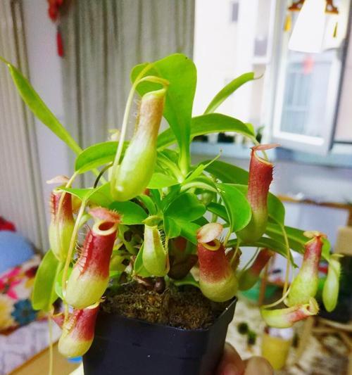 猪笼草的种子怎么种？种植步骤是什么？