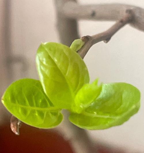 梅花小苗的正确养护方法是什么？