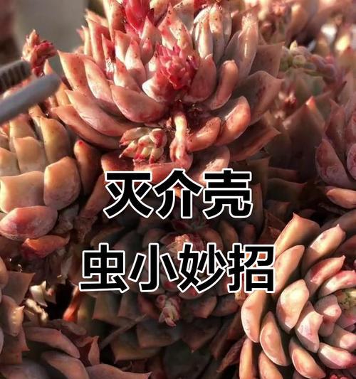 有效杀灭蚧壳虫的方法是什么？如何预防蚧壳虫的再次发生？