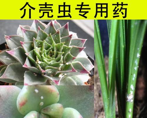 有效杀灭蚧壳虫的方法是什么？如何预防蚧壳虫的再次发生？
