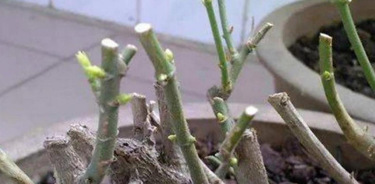 茉莉花蕾脱落的原因及解决方法是什么？