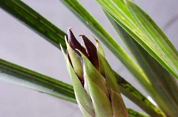 惠兰花芽的外观特征是什么？如何识别惠兰花芽？