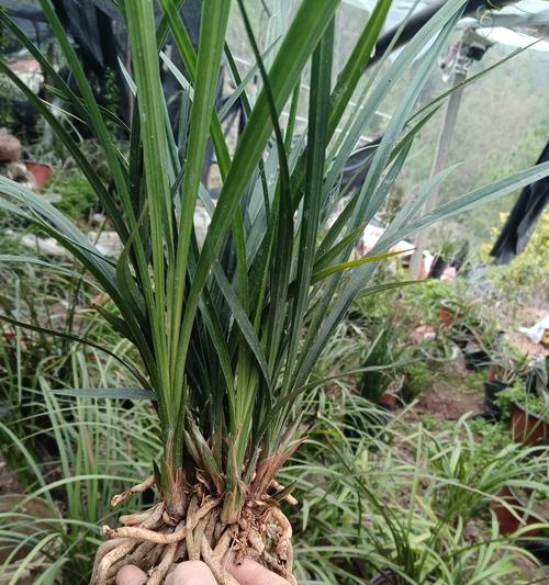 惠兰花芽的外观特征是什么？如何识别惠兰花芽？