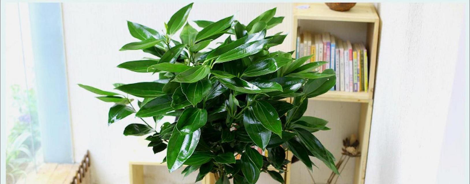 平安树种植方法是什么？如何确保平安树生长旺盛？
