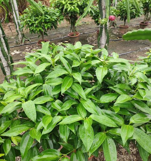 平安树种植方法是什么？如何确保平安树生长旺盛？