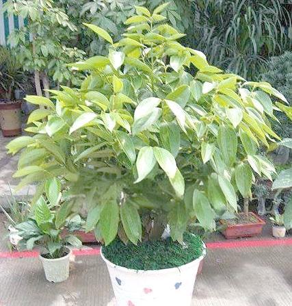 平安树种植方法是什么？如何确保平安树生长旺盛？