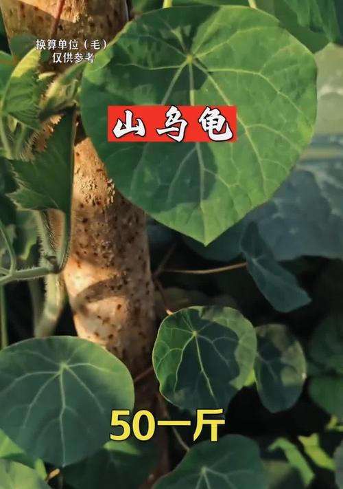 地不容的繁殖方式有哪些？如何进行地不容的有效繁殖？