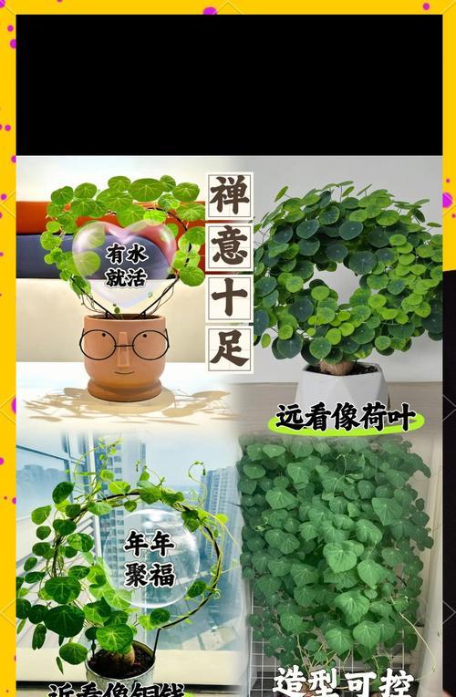 地不容的繁殖方式有哪些？如何进行地不容的有效繁殖？