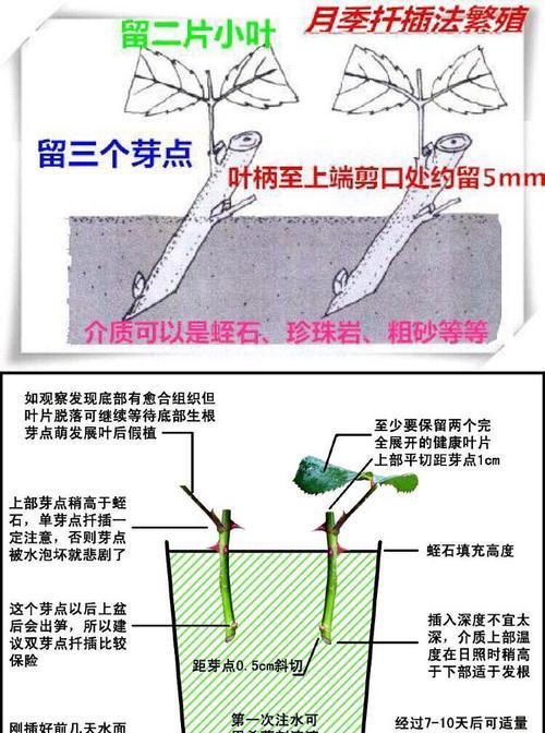 地不容的繁殖方式有哪些？如何进行地不容的有效繁殖？