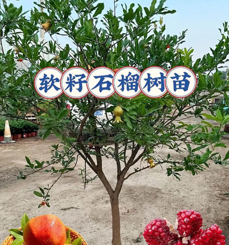 石榴树怎么养？养好石榴的秘诀是什么？