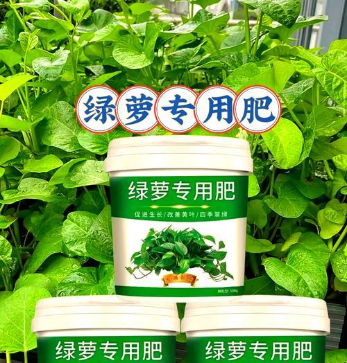 绿萝需要哪种肥料？施肥对绿萝生长的影响如何？