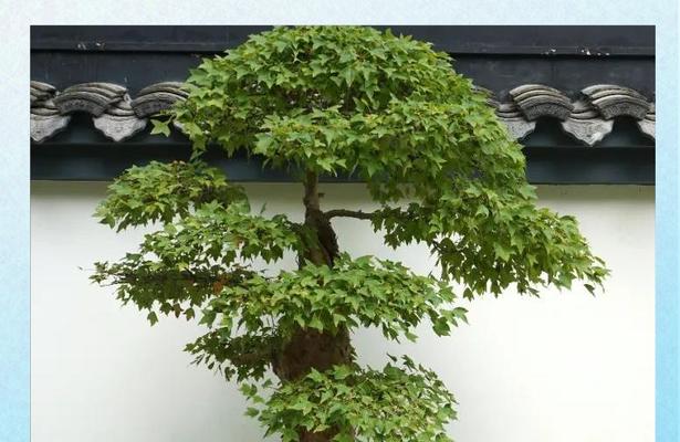 北方地区适合养护哪些盆景植物？